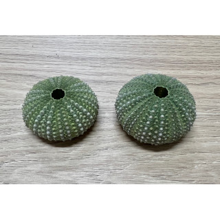 Test d'oursin vert méditerranée 4/5cm par 12