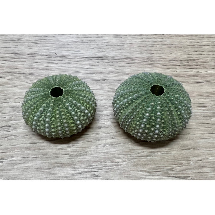 Test d'oursin vert méditerranée 4/5cm par 12