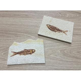 Fossile Poisson Lycoptera plaque de 13cm lot de 1