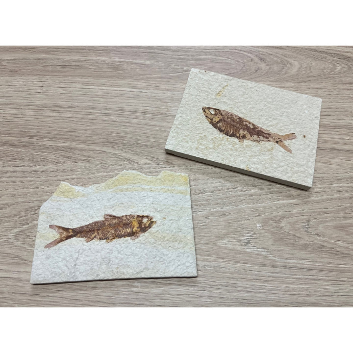 Fossile Poisson Lycoptera plaque de 13cm lot de 1