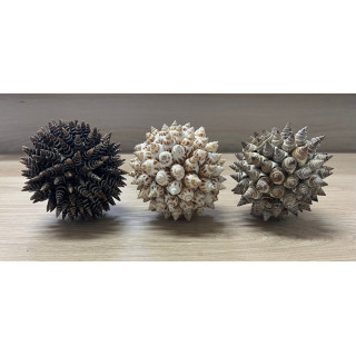 Pose ball covered with Babylonia/batilaria 12cm lot of 6