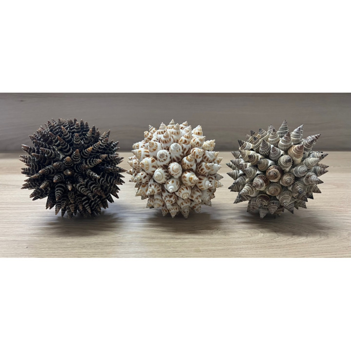 Pose ball covered with Babylonia/batilaria 12cm lot of 6