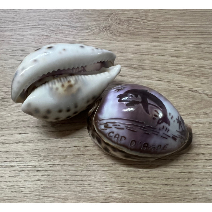 Cypraea gravées "CAP D'AGDE" dauphin par 25