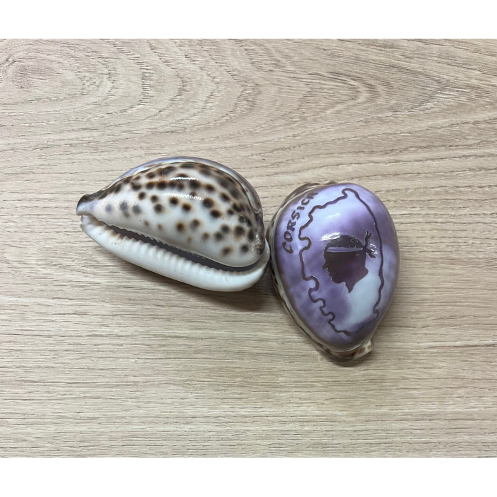 Cypraea gravées "CORSICA" par 25