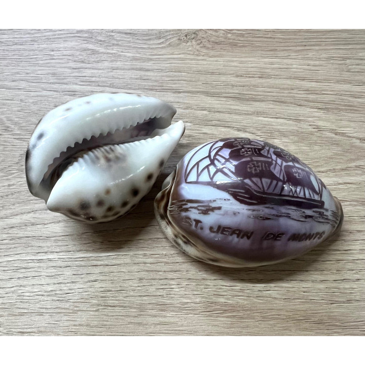 Cypraea gravées "ST JEAN DE MONTS" dauphin par 28