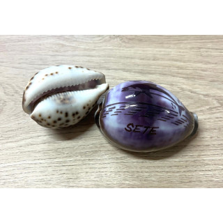 Cypraea gravées "SETE" dauphin par 25