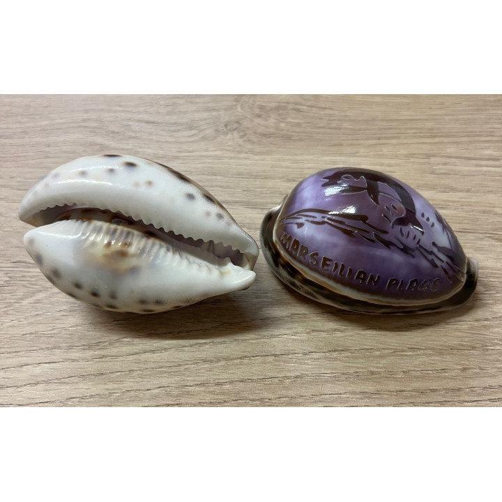 Cypraea gravées "MARSEILLAN PLAGE" dauphin par 25