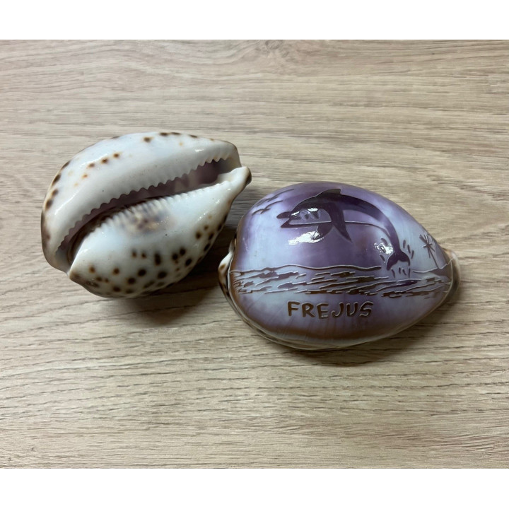 Cypraea gravées "FREJUS" dauphin par 15