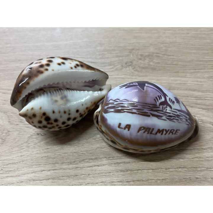 Cypraea gravées "LA PALMYRE" dauphin par 24