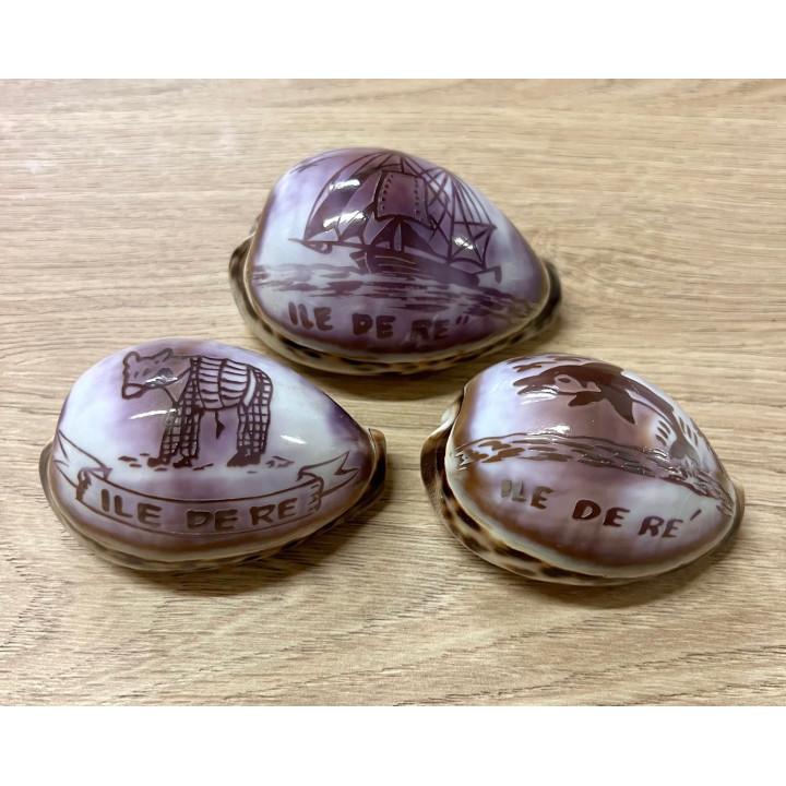 Cypraea gravées "ILE DE RE" décors divers par 24