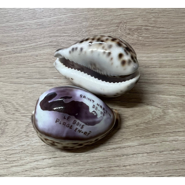Cypraea gravées "ST MARTIN DE RE" par 25
