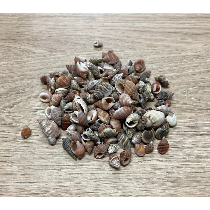 Nassa Phyrus 1cm 2kg lot