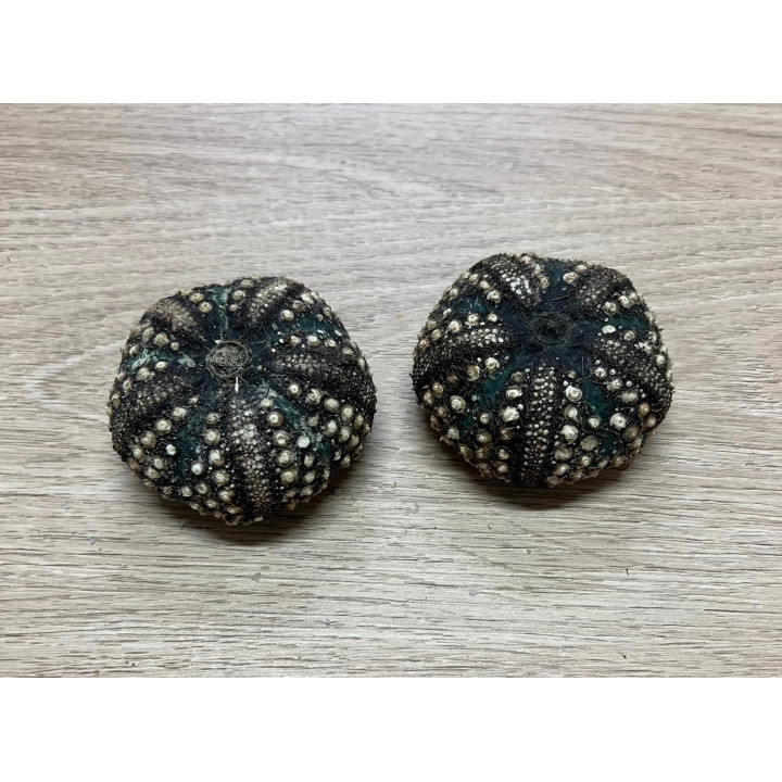 Oursin echinothrix calamaris indonesia 6/7cm par 3