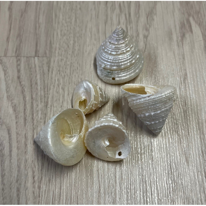 Lot de 10 pièces trochas nacrées percées 3/4cm par 6