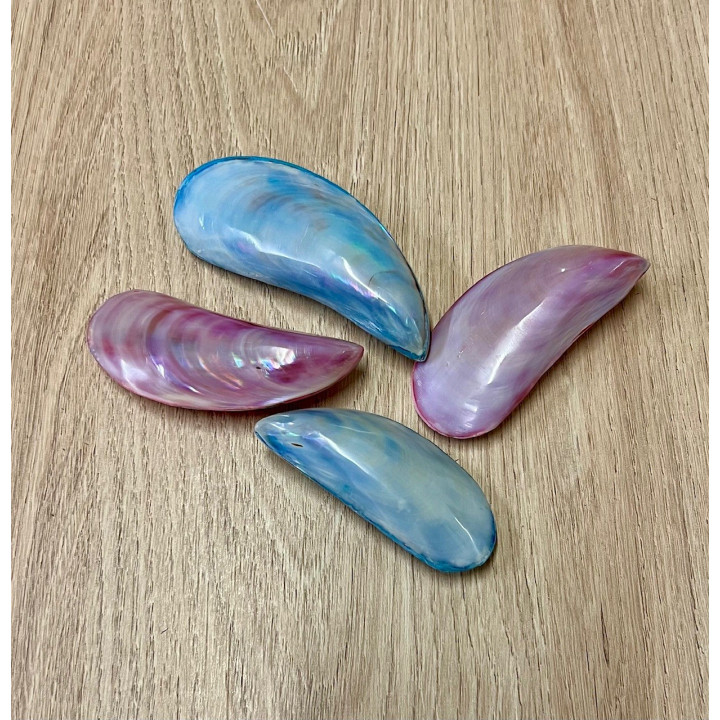 Twisted Clam in Pair 10cm by 12