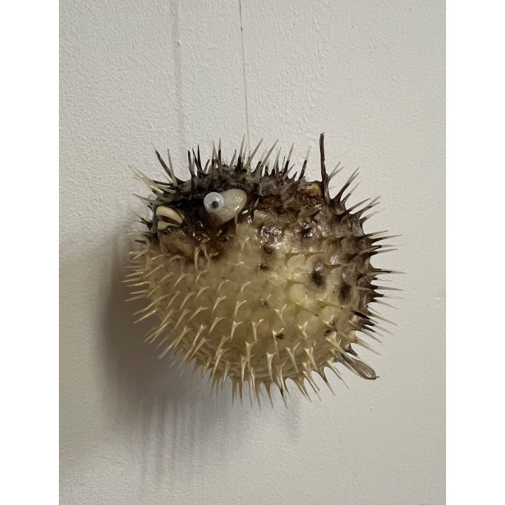 Mini diodon 8/10cm par 6