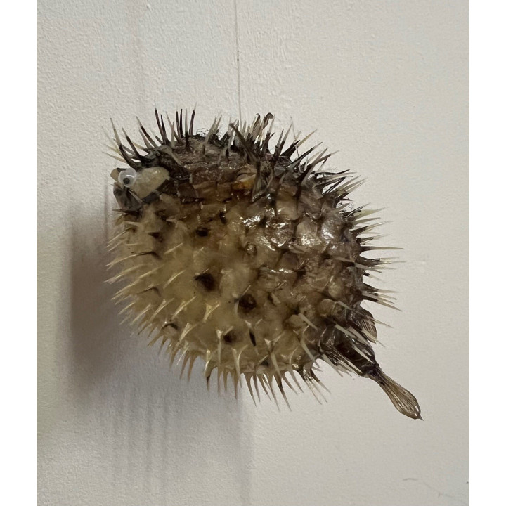 Mini diodon 8/10cm par 6