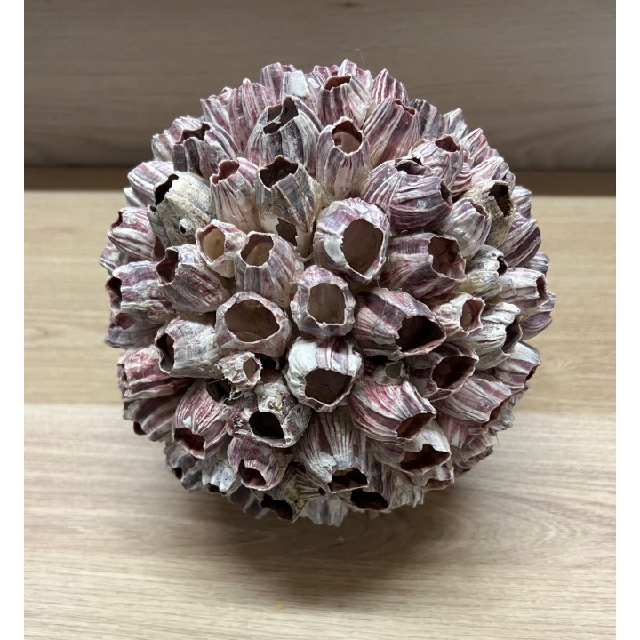 Boule balanes 20cm par 1