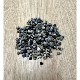 Green mini mango (lot of 500gr)