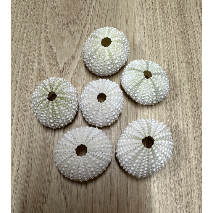 Oursin Test Rose 4/6cm lot de 12