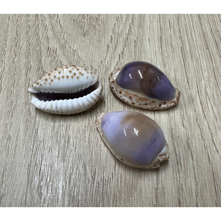 Cypraea ocellata violette 2,5-3cm (lot de 50)