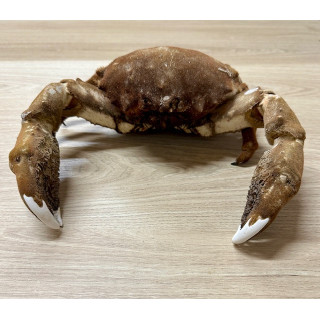 Crab Dromia 20/26cm lot of 1