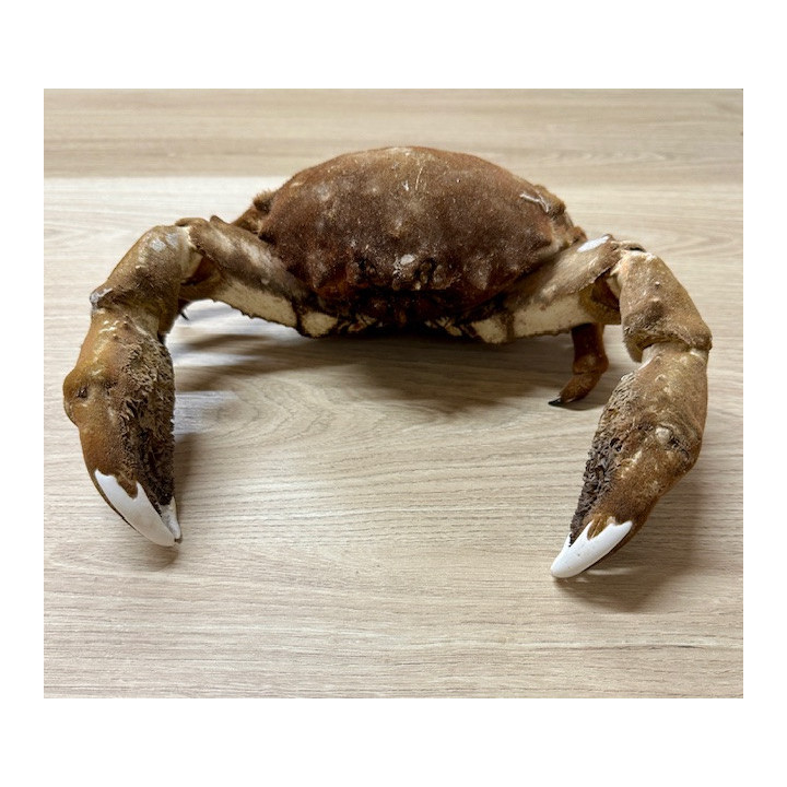 Crabe Dromia 23/26cm lot de 1