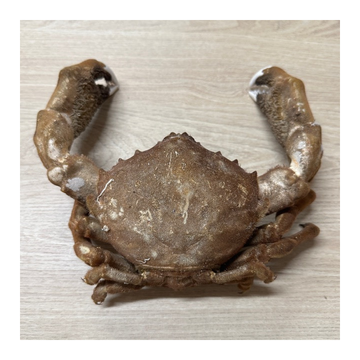 Crab Dromia 20/26cm lot of 1