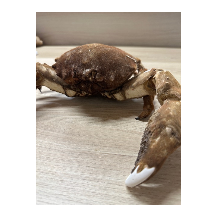 Crab Dromia 20/26cm lot of 1