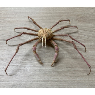 King crab 25/28cm