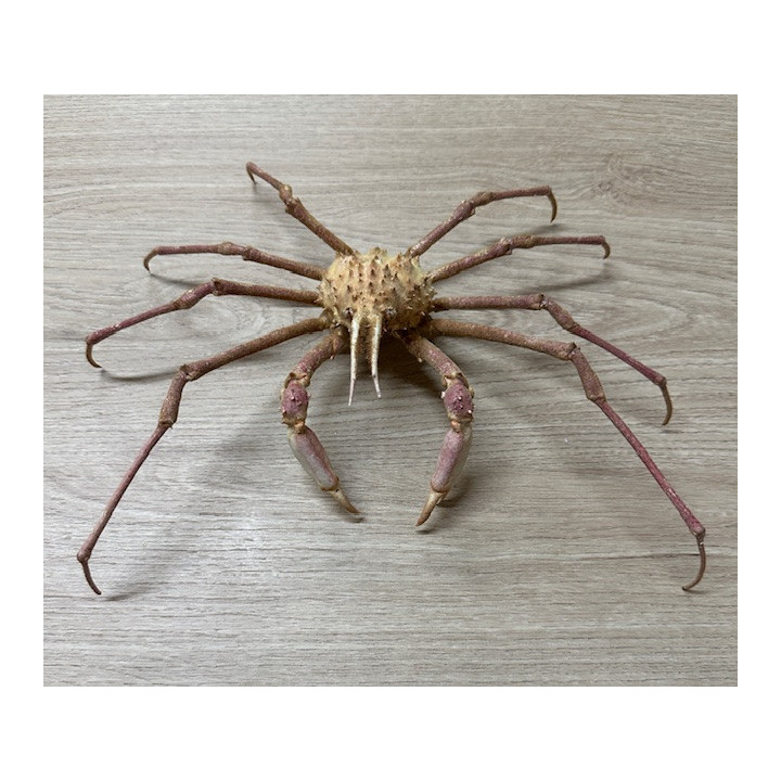 King crab 25/28cm