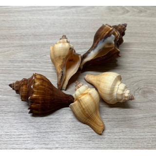 Hemifusus pugilinus 4/5cm per 2kg