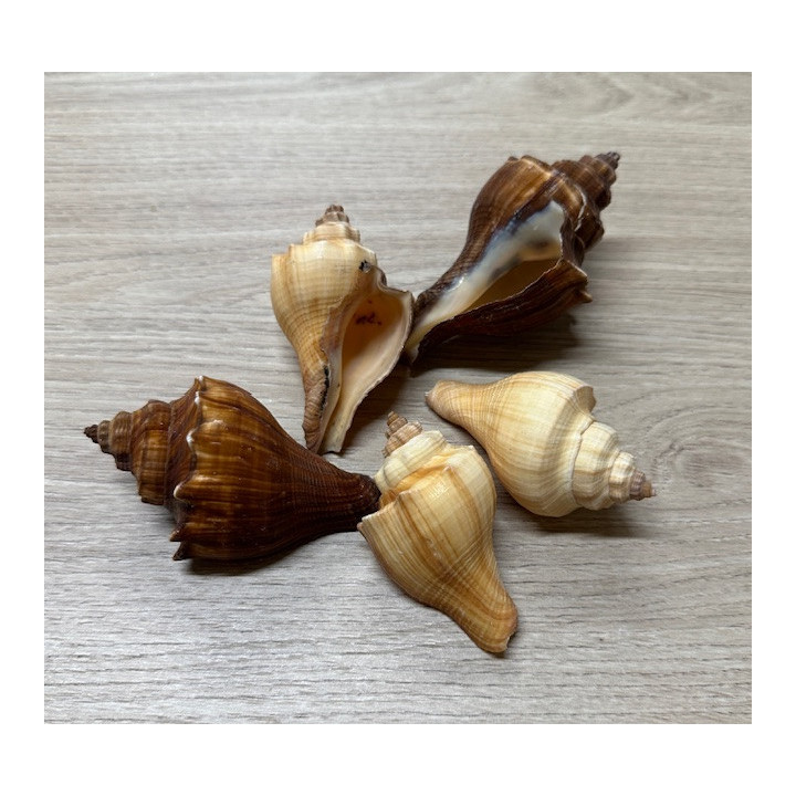 Hemifusus pugilinus 6,5-8,5cm par 2kg