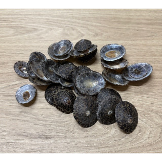 Ray limpet 2.5/4cm by 2kg