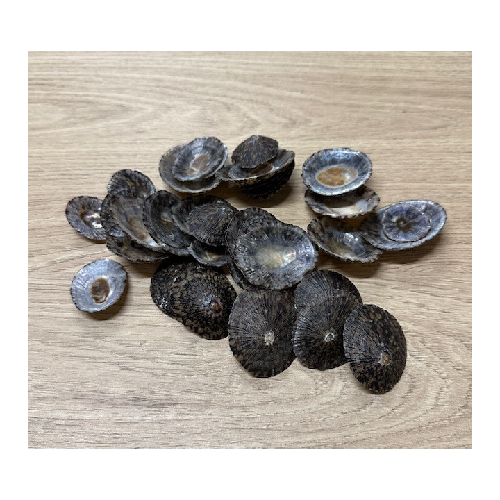 Ray limpet 2.5/4cm by 2kg