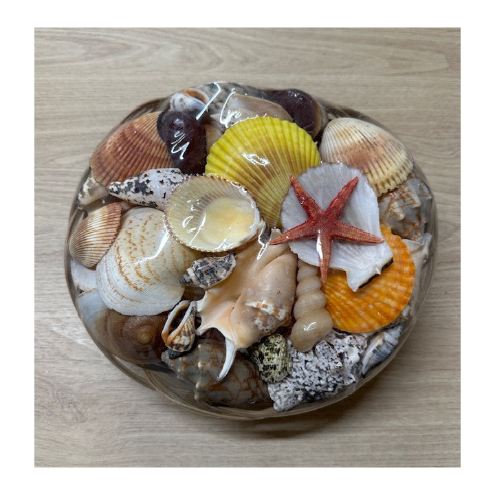25cm basket filled with shells