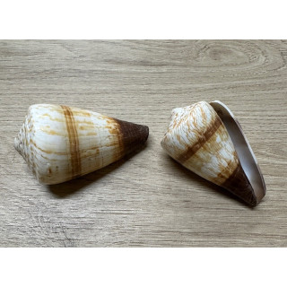 Conus miles 6,5/8,5cm par 6