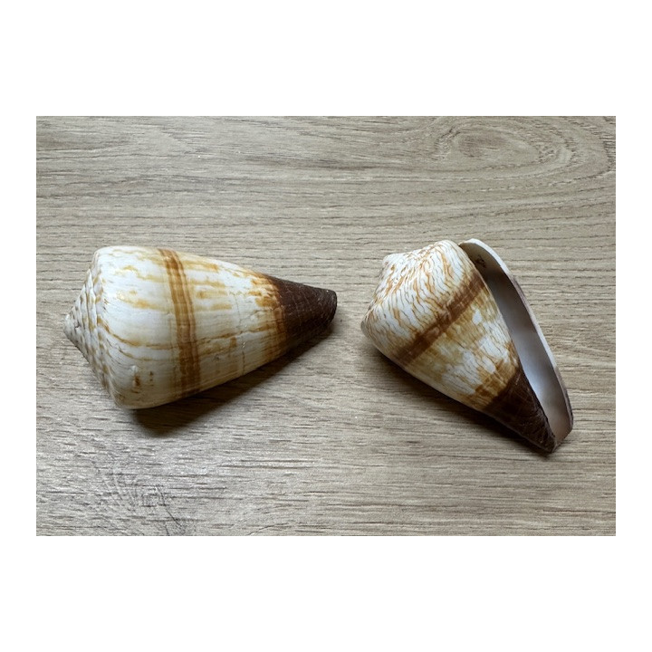 Conus miles 6,5/8,5cm par 6