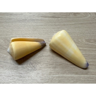 Conus virgo 8/10cm
