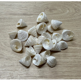 Trocha nacré 1.5/2.5cm vendu au kilo