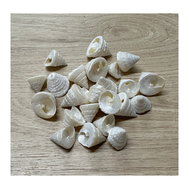 Trocha nacré 1.5/2.5cm vendu au kilo