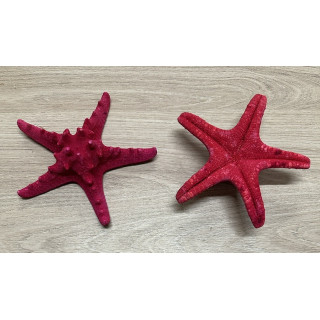 Etoile rhino fuchsia 13/15cm par 24