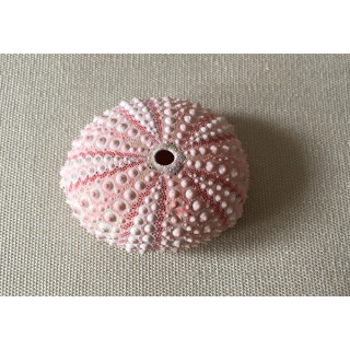 Oursin Test Rose 4/6cm lot de 12