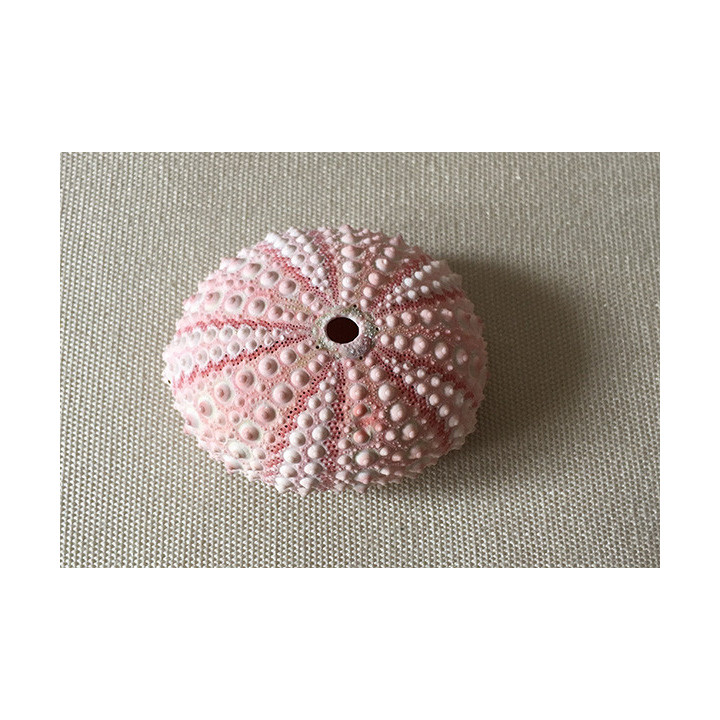 Oursin Test Rose 4/6cm lot de 12