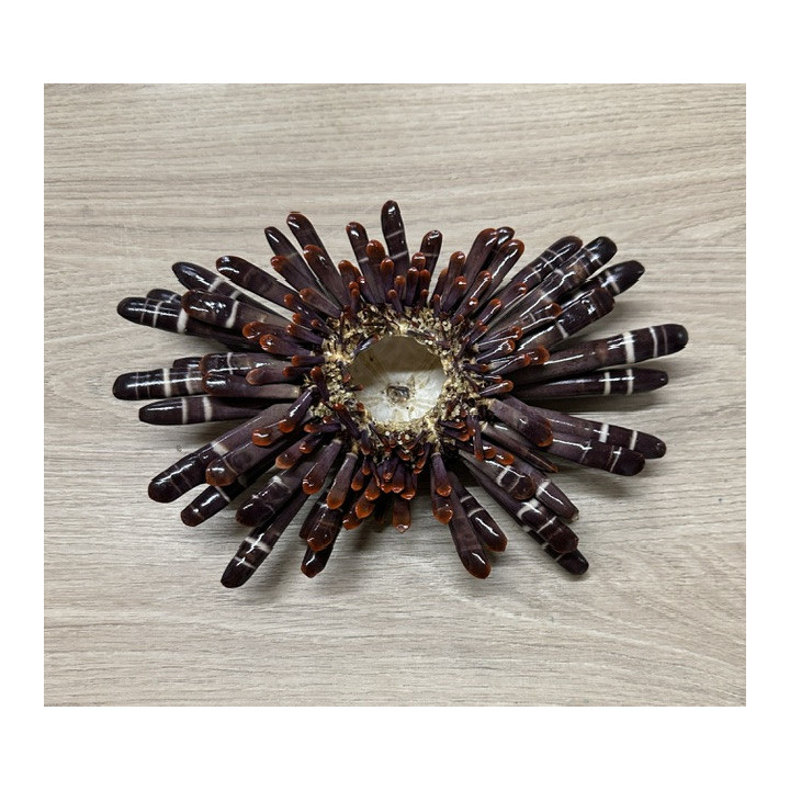 Oursin crayon 17/24cm par 1