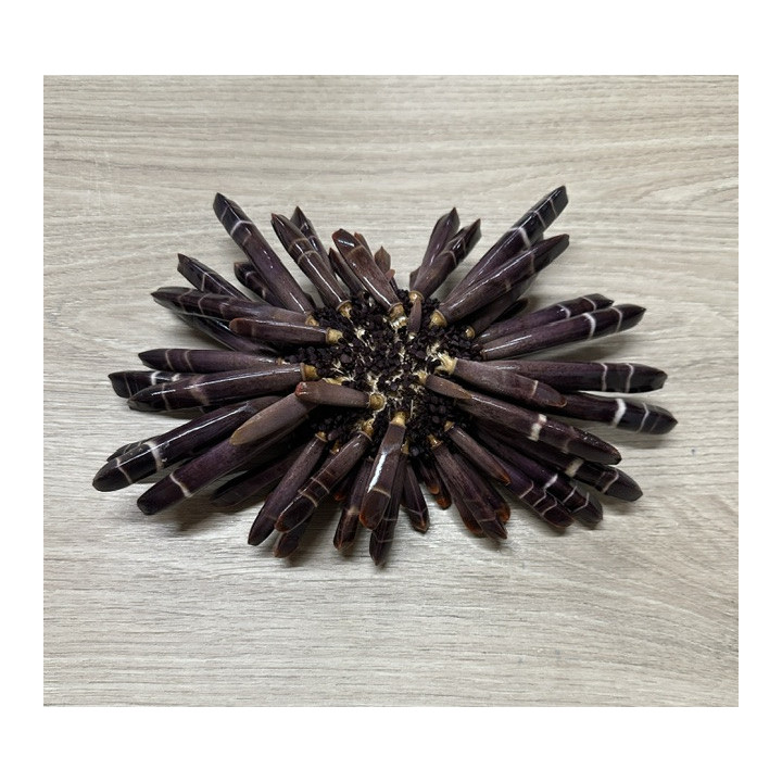Oursin crayon 17/24cm par 1