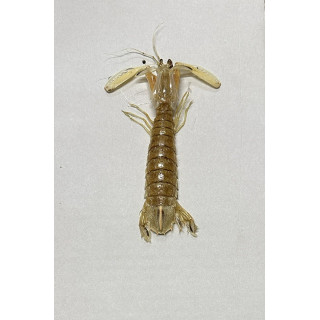 Mantis shrimp 13/18cm par 3