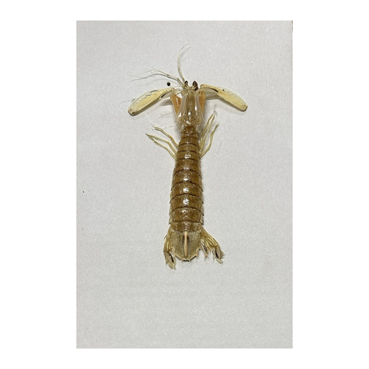 Mantis shrimp 13/18cm par 3