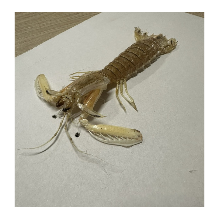 Mantis shrimp 13/18cm par 3