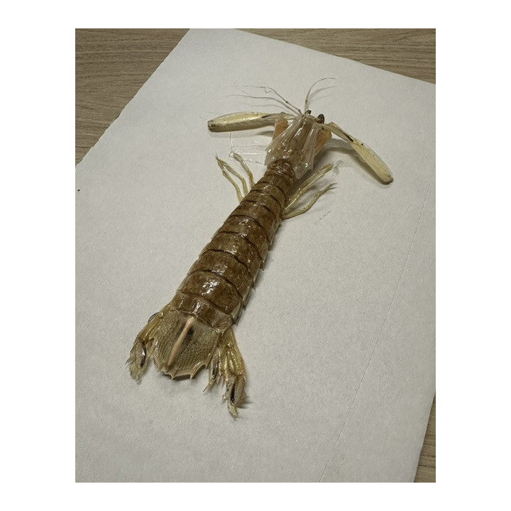 Mantis shrimp 13/18cm par 3